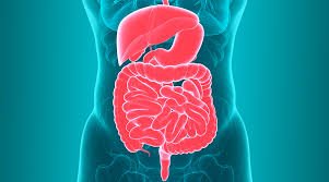 Gut Health: Why is it so Important?